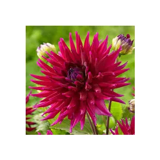 Dahlia Kaktusz Orfeo lila dália