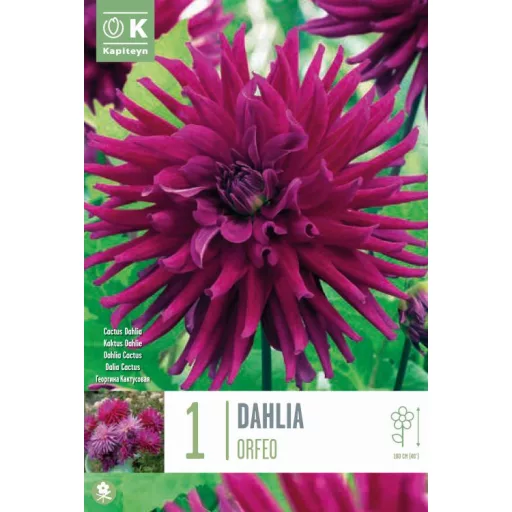 Dahlia Kaktusz Orfeo lila dália