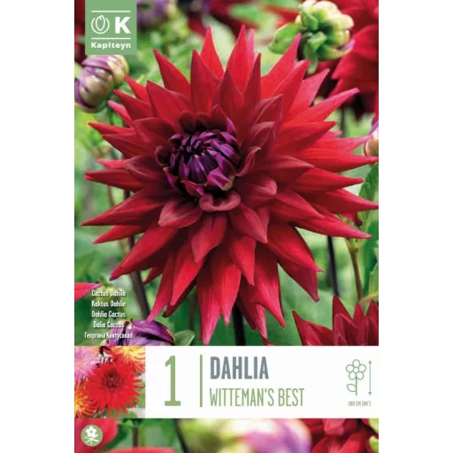 Dahlia Witteman's Best piros kaktuszdália