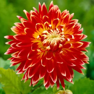 Dahlia Dekoratív Akita bordó-fehér dália