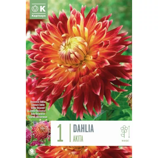 Dahlia Dekoratív Akita bordó-fehér dália