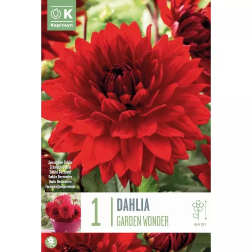 Dahlia Garden Wonder dekoratív piros dália
