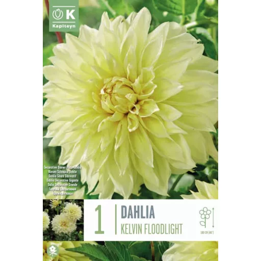 Dahlia Kevin Floodlight sárga óriásdália