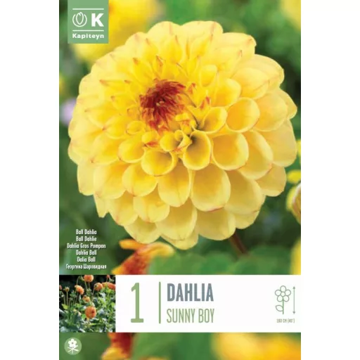 Dahlia Sunny Boy sárga-piros dália