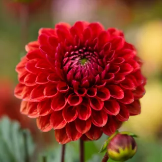 Dahlia Pompon Nescio piros dália