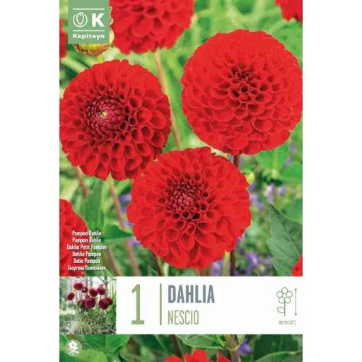 Dahlia Pompon Nescio piros dália