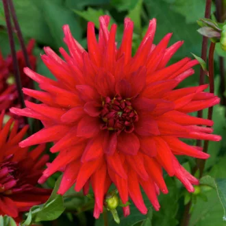 Dahlia Border Cactus Red Pygmy piros dália