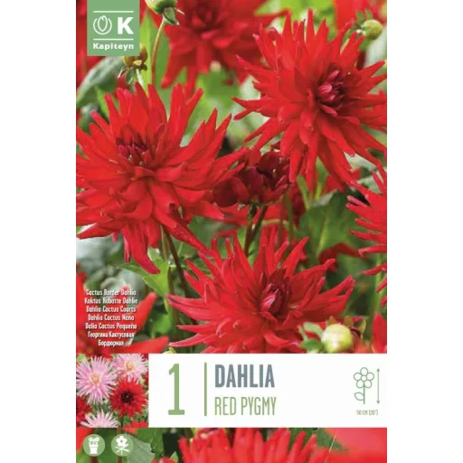 Dahlia Border Cactus Red Pygmy piros dália