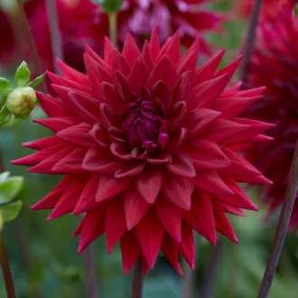 Dahlia Chat Noir sötétvörös kaktuszdália