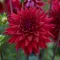 Dahlia Chat Noir sötétvörös kaktuszdália
