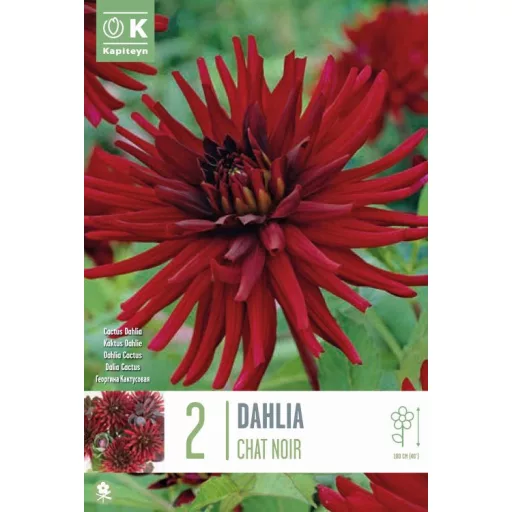 Dahlia Chat Noir sötétvörös kaktuszdália