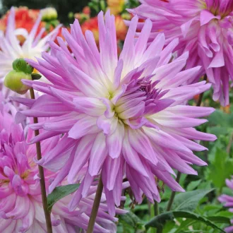 Dahlia Mingus Randy levendula kaktuszdália