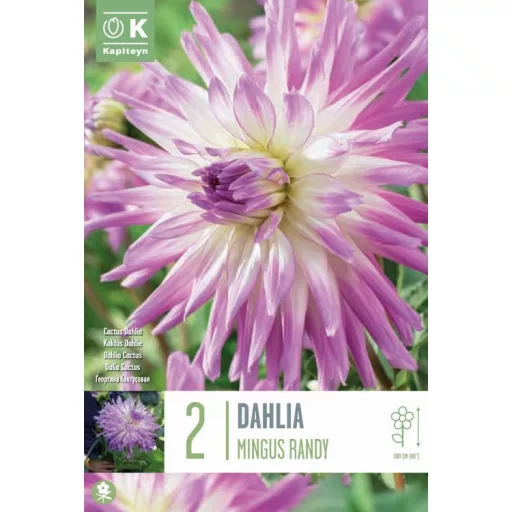 Dahlia Mingus Randy levendula kaktuszdália