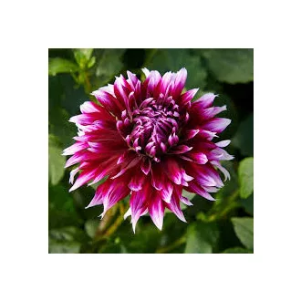 Dahlia Alauna Clair Obscur lila-fehér dália