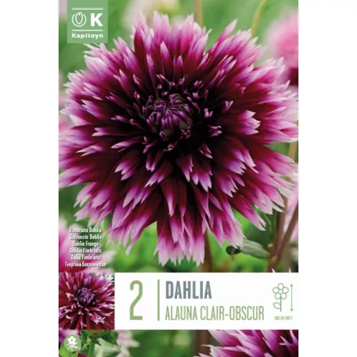 Dahlia Alauna Clair Obscur lila-fehér dália