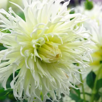 Dahlia Tsuki-Yori-No-Shisha fehér pók dália