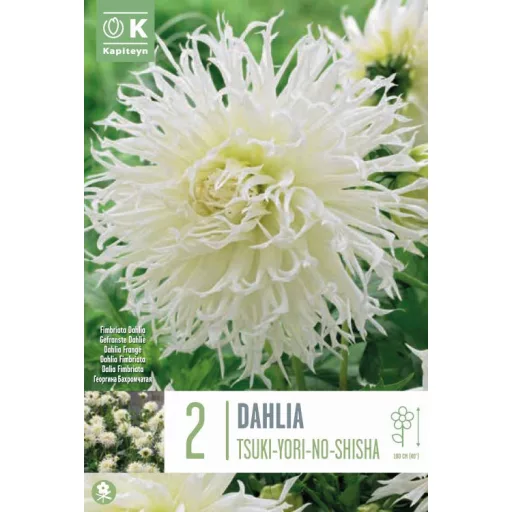 Dahlia Tsuki-Yori-No-Shisha fehér pók dália