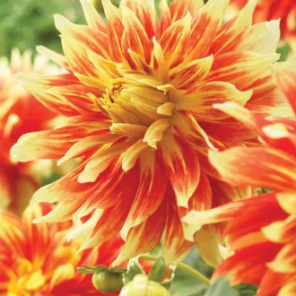 Dahlia Dekoratív Bodacious narancsvörös dália