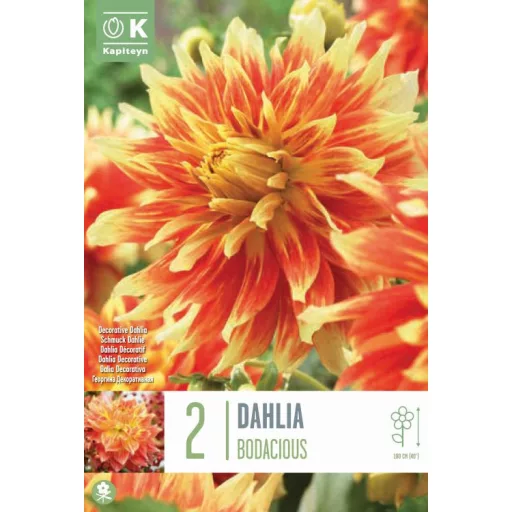 Dahlia Dekoratív Bodacious narancsvörös dália
