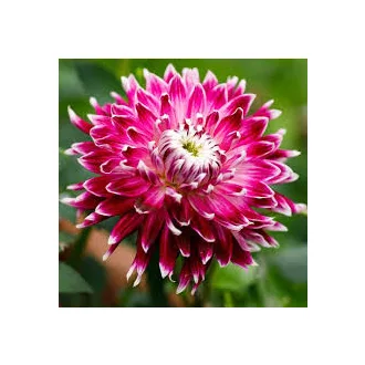 Dahlia Vancouver dekoratív lila-fehér dália