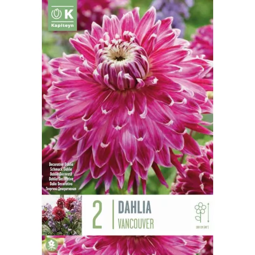 Dahlia Vancouver dekoratív lila-fehér dália