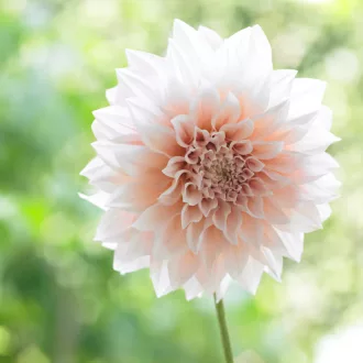 Dahlia Dekoratív Cafe Au Lait pasztell dália