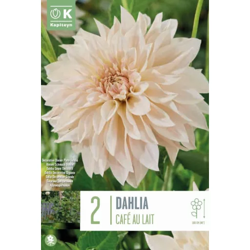 Dahlia Dekoratív Cafe Au Lait pasztell dália
