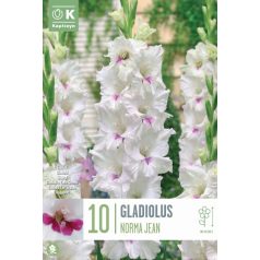 Gladiolus - Kardvirág Norma Jean