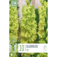 Gladiolus - Kardvirág Kio