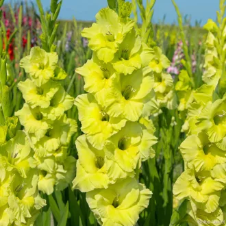 Gladiolus Kio sárga kardvirág virág