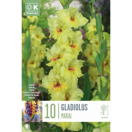 Gladiolus - Kardvirág Maxial