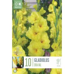 Gladiolus - Kardvirág Bra Val