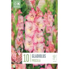 Gladiolus - Kardvirág Priscilla