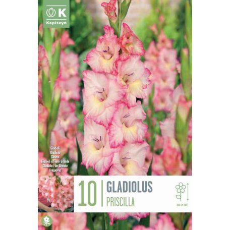 Gladiolus - Kardvirág Priscilla