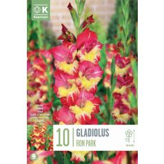 Gladiolus - Kardvirág Ron Park