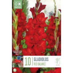 Gladiolus - Kardvirág Red Balance