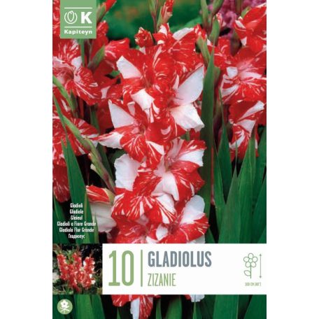 Gladiolus - Kardvirág Zizanie