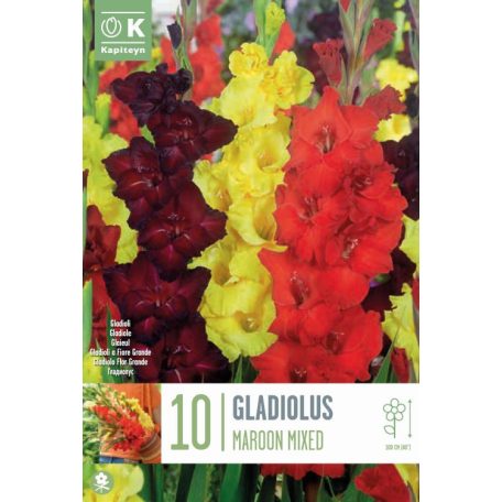 Gladiolus - Kardvirág Bordó Vegyes 