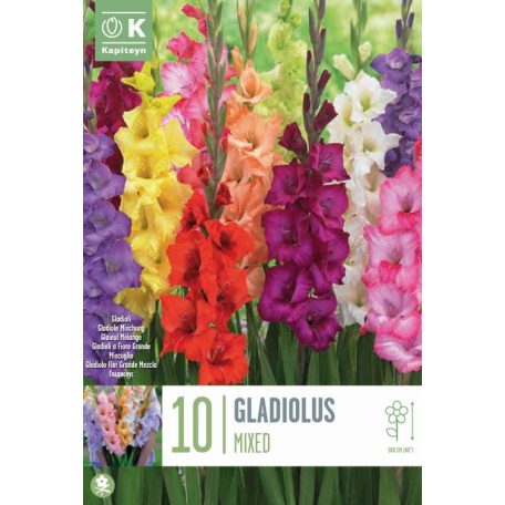 Gladiolus - KardvirágVegyes Színek