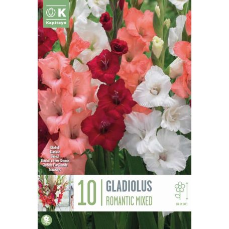 Gladiolus - Kardvirág Romantikus Vegyes