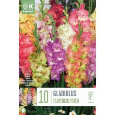 Gladiolus - Kardvirág Flamencos Vegyes Színek