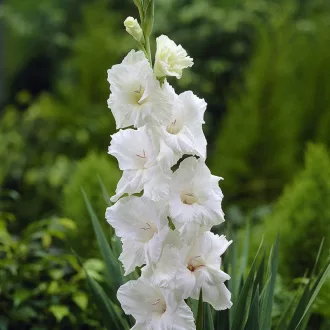 Gladiolus - Kardvirág White - Fehér - 8 db/ csomag