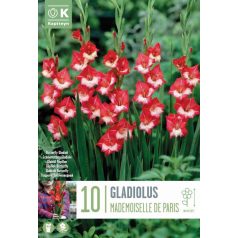 Gladiolus - Kardvirág Pillangó Mademoiselle De Paris