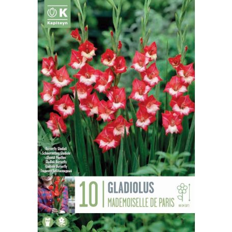 Gladiolus - Kardvirág Pillangó Mademoiselle De Paris