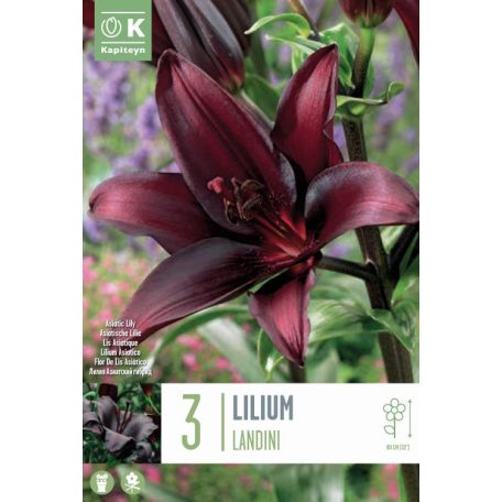 Lilium Landini