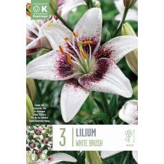 Lilium Bicolor Fehér Ecset