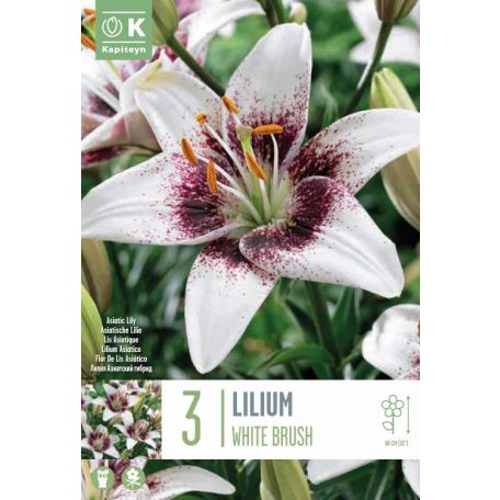 Lilium Bicolor Fehér Ecset