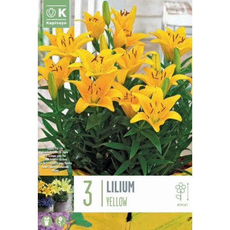 Lilium Pixie Yellow 