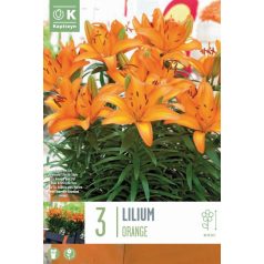 Lilium Pixie Narancs 