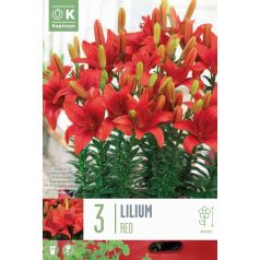 Lilium Pixie Piros